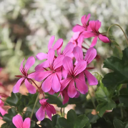 10082c Апартаменты *